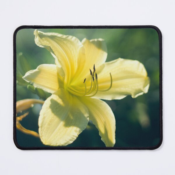Item preview, Yellow Daylily in Late Afternoon designed and sold by DenaHaines.