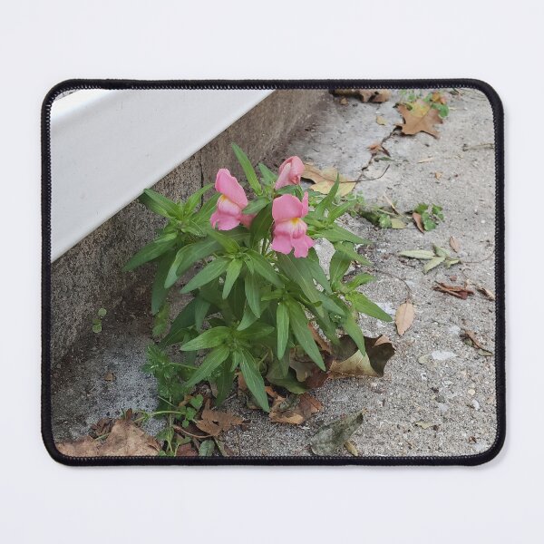 Item preview, Pink Pavementplant Snapdragons designed and sold by concretebotany.