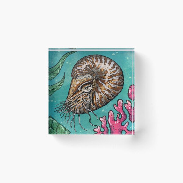 Item preview, Nautilus designed and sold by Higher Light.