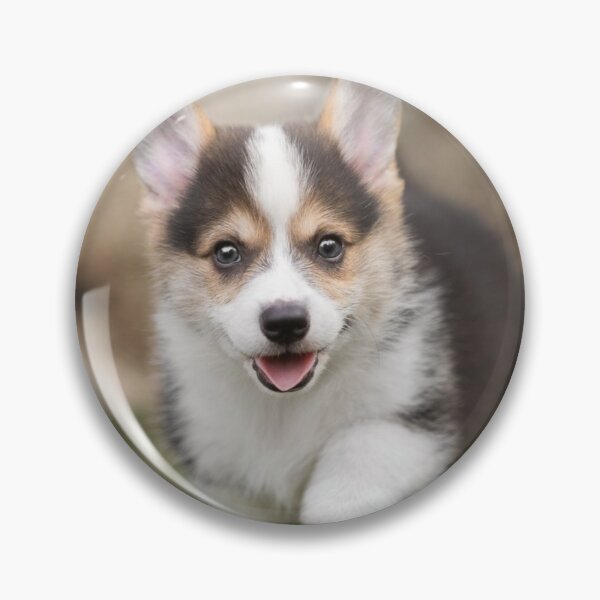 Item preview, Cute Tri Color Corgi Puppy Running Photography designed and sold by dedakota.