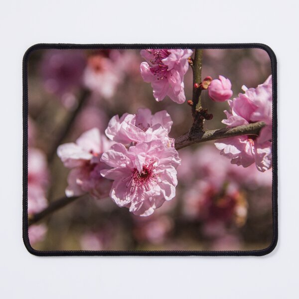 Item preview, Cherry Blossoms designed and sold by Michael Cherne.