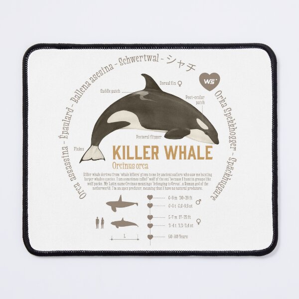 Item preview, Killer whale designed and sold by waldraws.