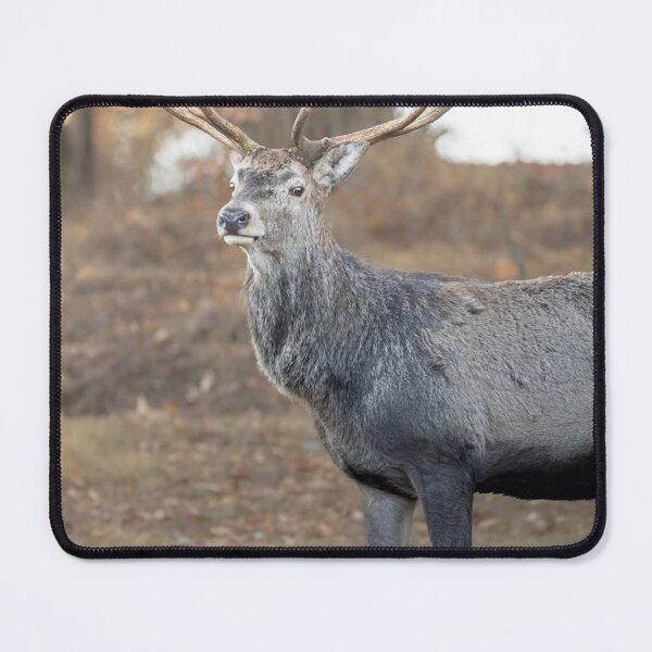 Item preview, Midnight Aurigny Air Services dForest Wanderer  designed and sold by Blosslandscape.