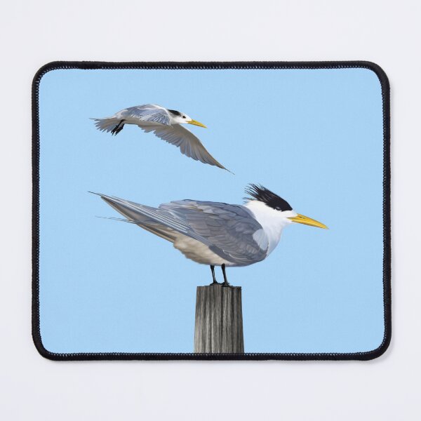 Item preview, Crested terns designed and sold by Windswell.