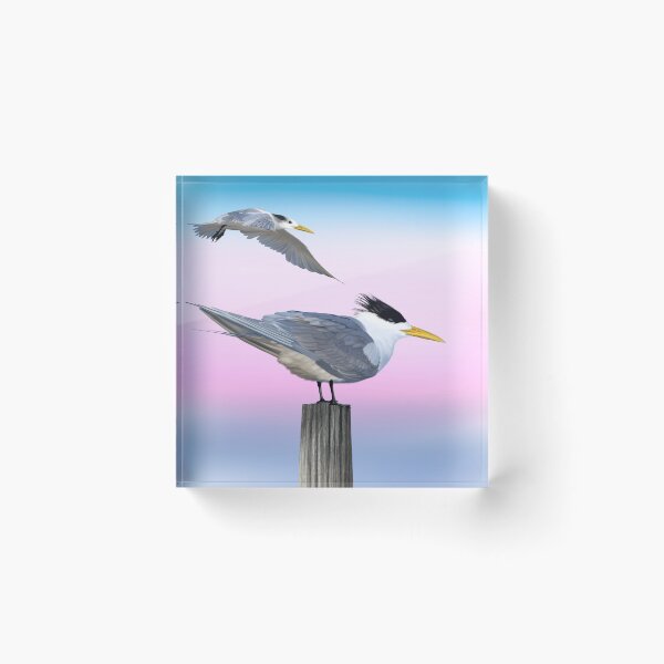 Item preview, Crested tern at dusk designed and sold by Windswell.