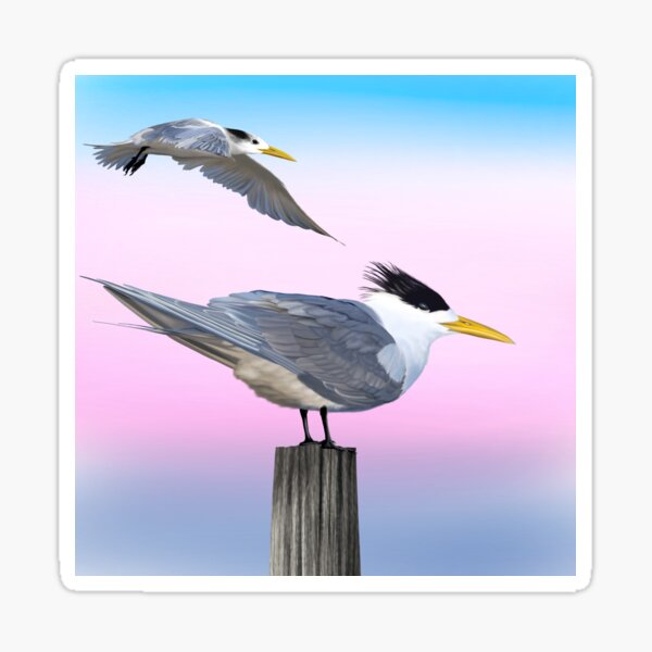 Item preview, Crested tern at dusk designed and sold by Windswell.