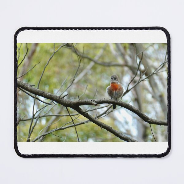 Item preview, Robin in Tassie designed and sold by CaitieCreatives.