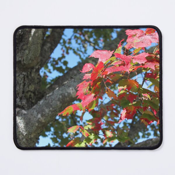 Item preview, Old maple tree and its leaves designed and sold by naturematters.