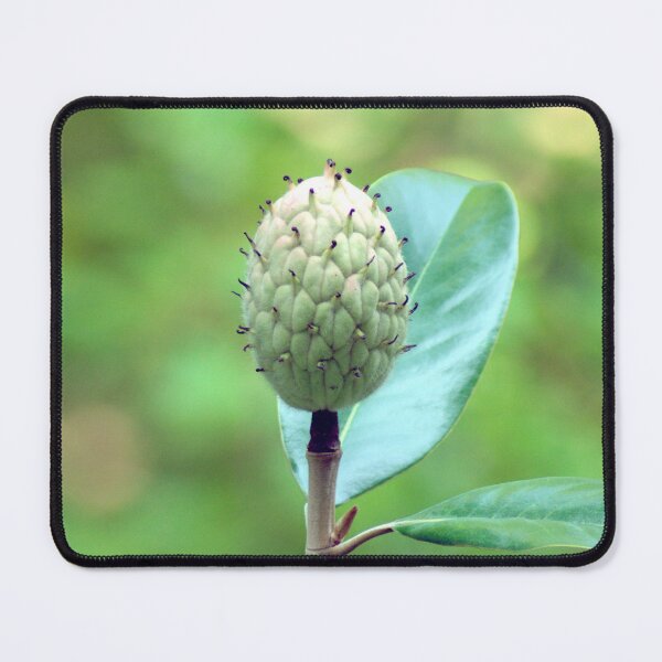Item preview, Southern Magnolia Seed Pod designed and sold by gistinker.