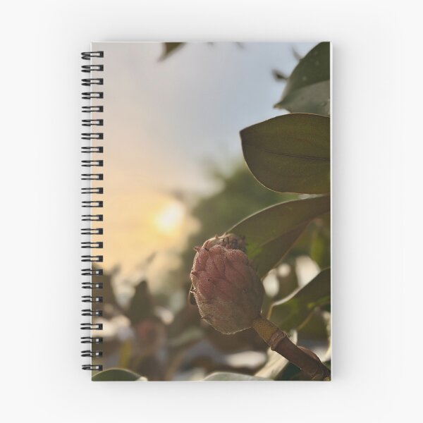 Item preview, Magnolia pod in golden hour designed and sold by Baulmonart.
