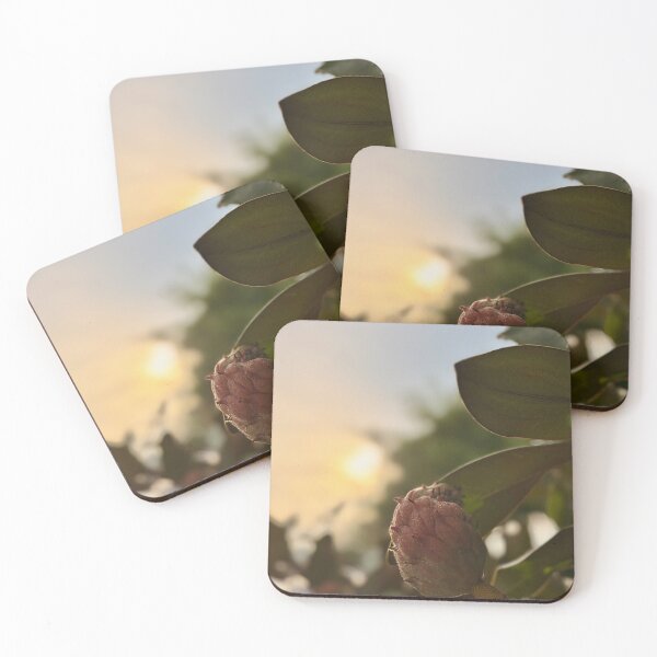 Item preview, Magnolia pod in golden hour designed and sold by Baulmonart.
