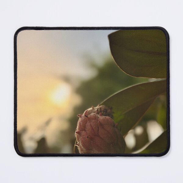 Item preview, Magnolia pod in golden hour designed and sold by Baulmonart.