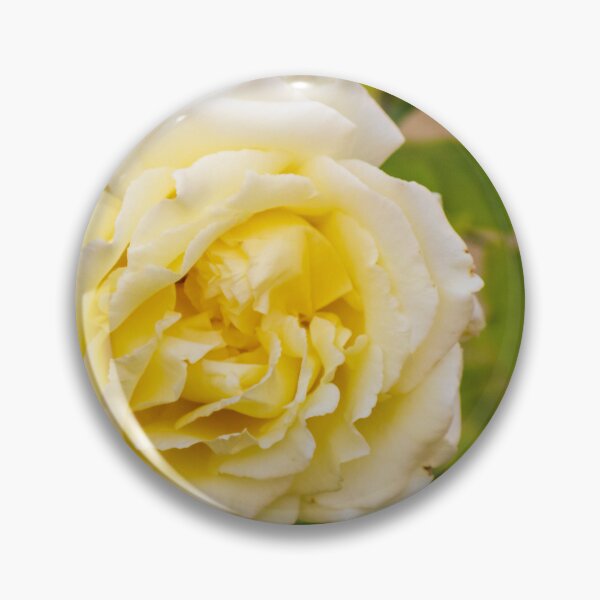 Item preview, Elegant Yellow Rose Blooming Amid Green Foliage, Soft Petals, and Romantic Floral Beauty designed and sold by Nmallia.