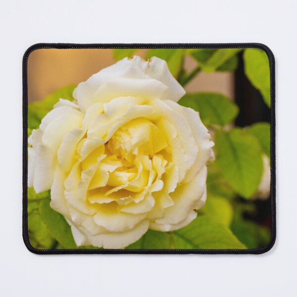 Item preview, Elegant Yellow Rose Blooming Amid Green Foliage, Soft Petals, and Romantic Floral Beauty designed and sold by Nmallia.