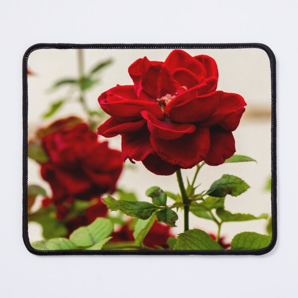 Item preview, Vibrant Red Rose Bloom with Lush Green Leaves in a Soft Focus Garden Setting designed and sold by Nmallia.