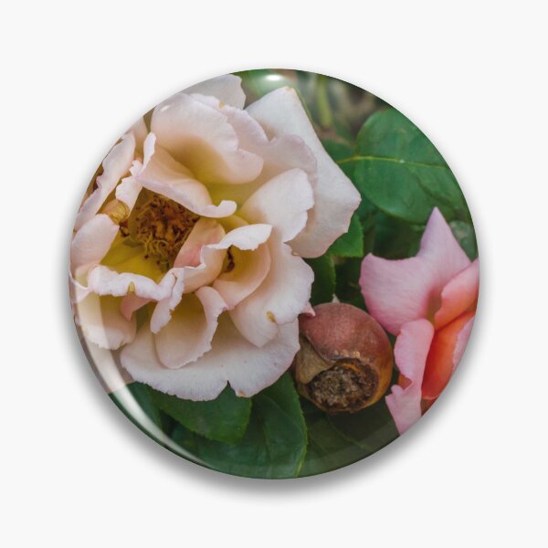 Item preview, Soft Pink Rose Bloom With Delicate Petals in Garden Setting designed and sold by Nmallia.