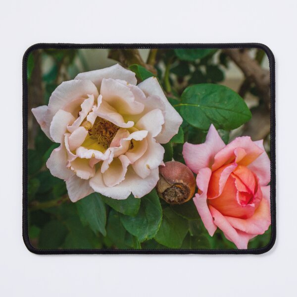 Item preview, Soft Pink Rose Bloom With Delicate Petals in Garden Setting designed and sold by Nmallia.