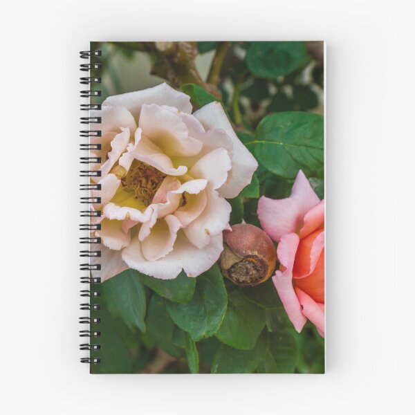 Item preview, Soft Pink Rose Bloom With Delicate Petals in Garden Setting designed and sold by Nmallia.