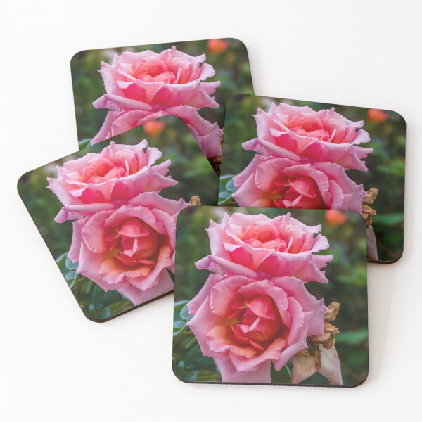 Item preview, Soft Pink Rose Bloom With Delicate Petals in Garden Setting designed and sold by Nmallia.