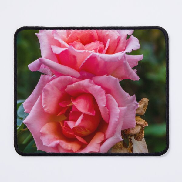 Item preview, Soft Pink Rose Bloom With Delicate Petals in Garden Setting designed and sold by Nmallia.