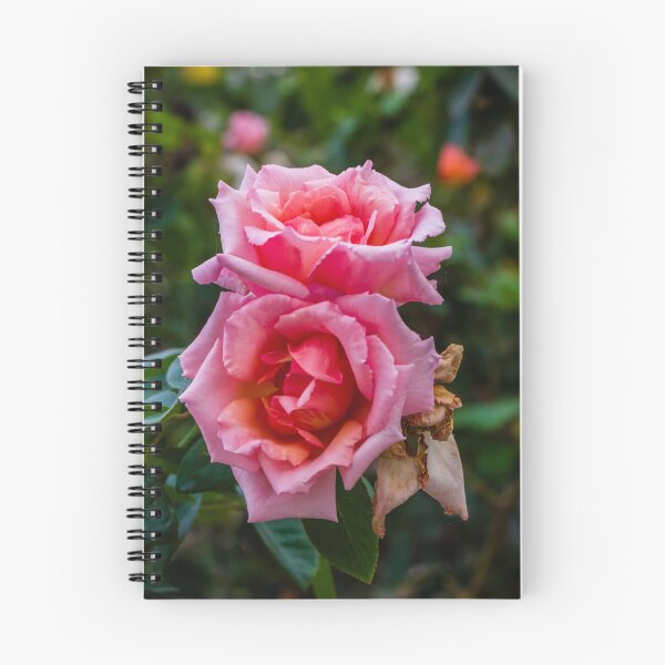 Item preview, Soft Pink Rose Bloom With Delicate Petals in Garden Setting designed and sold by Nmallia.