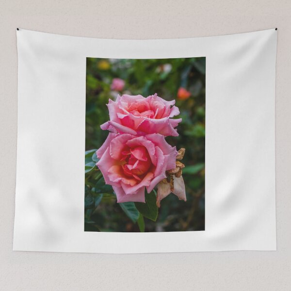 Item preview, Soft Pink Rose Bloom With Delicate Petals in Garden Setting designed and sold by Nmallia.