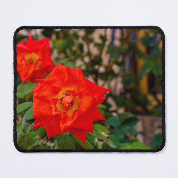 Item preview, Vibrant Red Rose Bloom in Green Garden With Lush Leaves and Soft Background designed and sold by Nmallia.