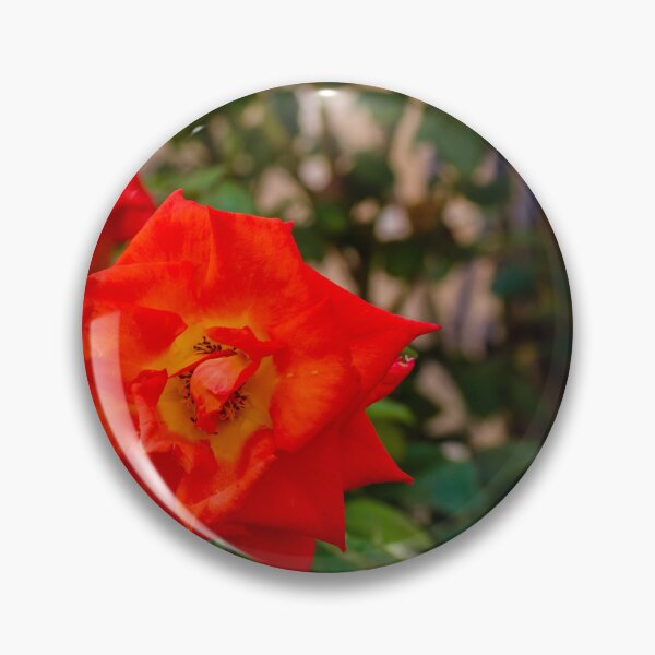 Item preview, Vibrant Red Rose Bloom in Green Garden With Lush Leaves and Soft Background designed and sold by Nmallia.