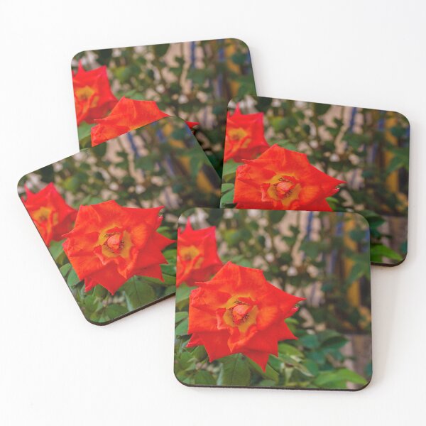 Item preview, Vibrant Red Rose Bloom in Green Garden With Lush Leaves and Soft Background designed and sold by Nmallia.