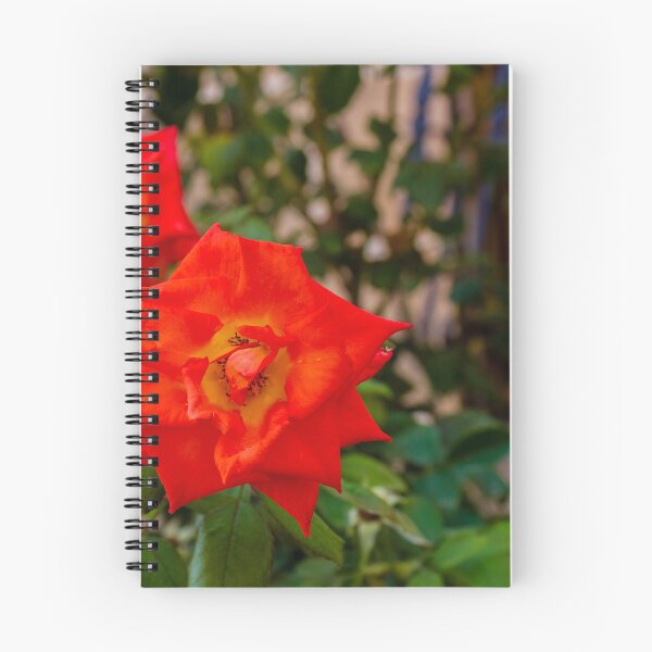 Item preview, Vibrant Red Rose Bloom in Green Garden With Lush Leaves and Soft Background designed and sold by Nmallia.