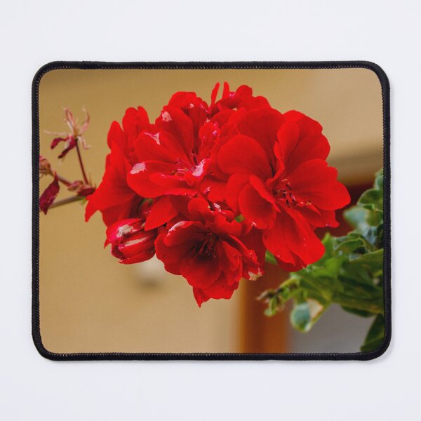 Item preview, Vibrant Red Rose Bloom in Green Garden With Lush Leaves and Soft Background designed and sold by Nmallia.