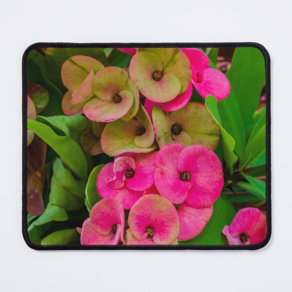 Item preview, Bright Pink Oxalis Flowers in a Pot with Lush Green Leaves and Vibrant Colorful Blooms designed and sold by Nmallia.