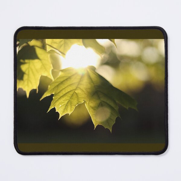 Item preview, Leaf on a Tree Illuminated by the Sun designed and sold by Sabotography.