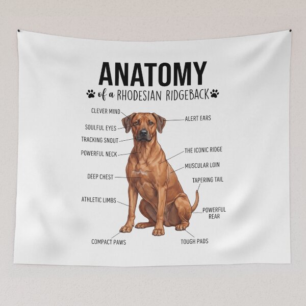 Artikelvorschau, Rhodesian Ridgeback Anatomie Hundeliebhaber entworfen und verkauft von dian-rody-crest.
