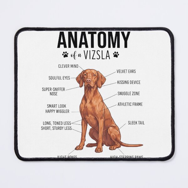 Item preview, Vizsla Anatomy Dog Lover designed and sold by dian-rody-crest.
