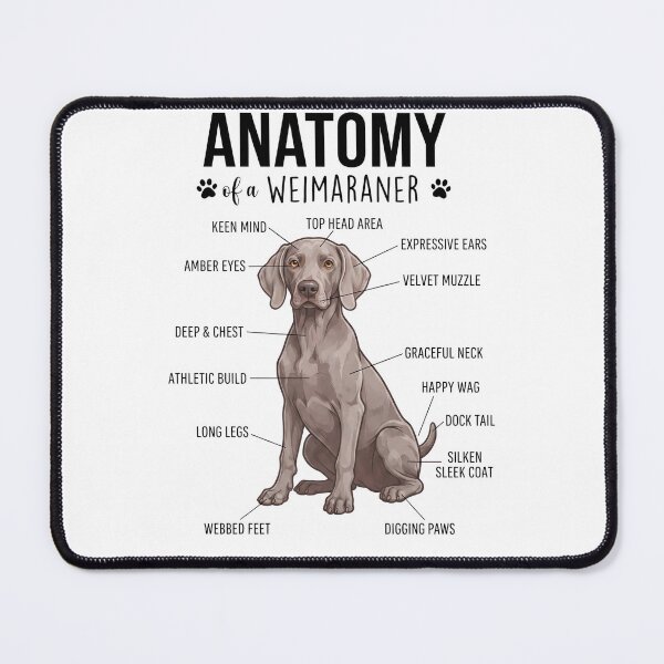 Item preview, Weimaraner Anatomy Dog Lover designed and sold by dian-rody-crest.