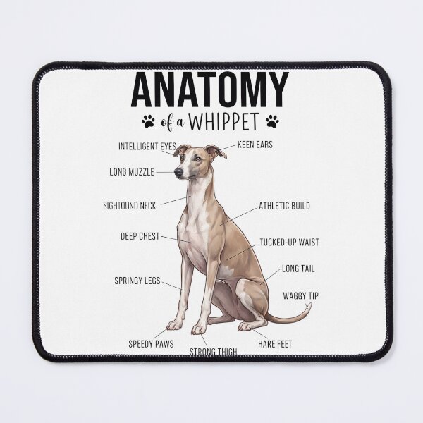 Item preview, Whippet Anatomy Dog Lover designed and sold by dian-rody-crest.
