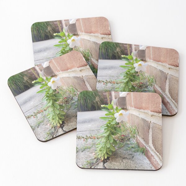 Item preview, White Calibrachoa Growing from a Sidewalk Crack designed and sold by concretebotany.