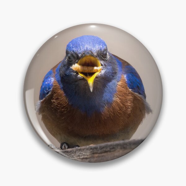 Item preview, Bluebird with a Mealworm designed and sold by CarolM.