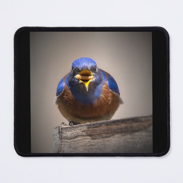 Item preview, Bluebird with a Mealworm designed and sold by CarolM.