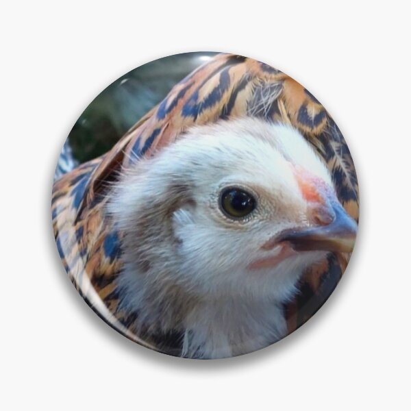 Item preview, Chick in wing designed and sold by CJ Art & Photography .