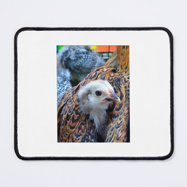 Item preview, Chick in wing designed and sold by CJ Art & Photography .
