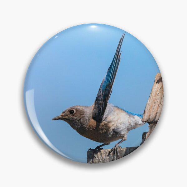 Item preview, Western Bluebird Short Hop designed and sold by DawsonImages.