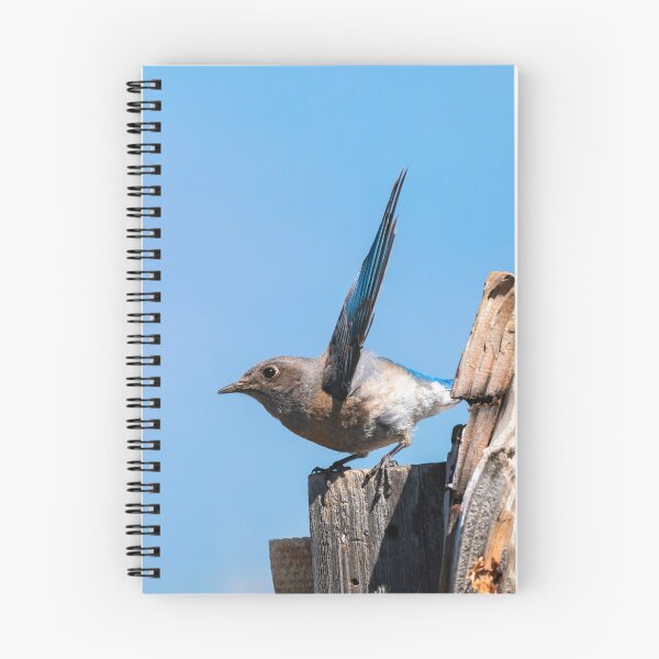 Item preview, Western Bluebird Short Hop designed and sold by DawsonImages.