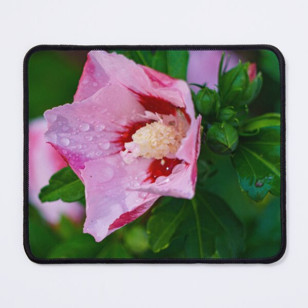Item preview, Pink Hibiscus Flower Close-Up designed and sold by TheScarletLens.