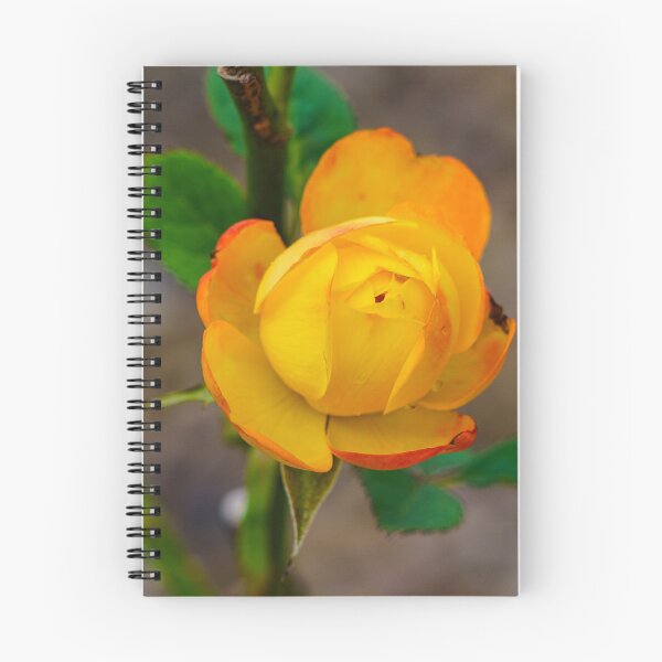 Item preview, Orange Rose Bud Cloe up  designed and sold by TheScarletLens.