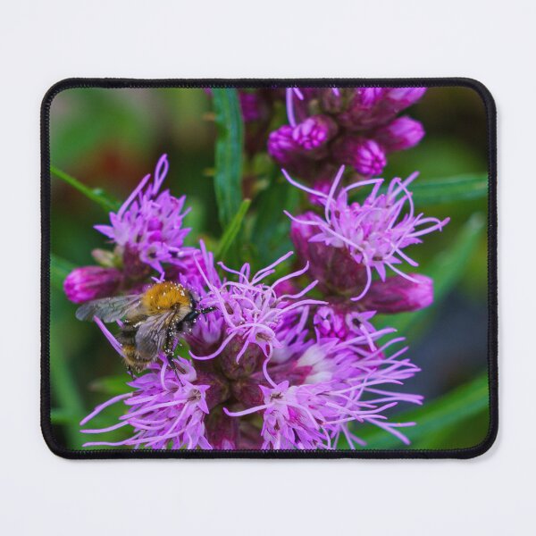 Item preview, Bumblebee with Pollen on Purpel Liatris designed and sold by TheScarletLens.