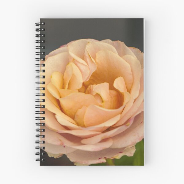 Item preview, Peach Apricot Rose Close up  designed and sold by TheScarletLens.