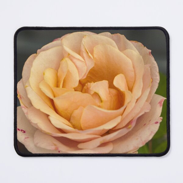 Item preview, Peach Apricot Rose Close up  designed and sold by TheScarletLens.