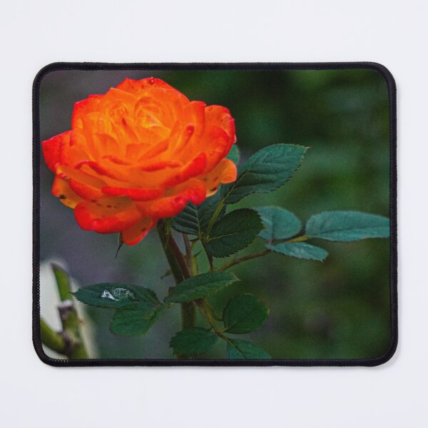 Item preview, Fiery Red Orange Rose macro designed and sold by TheScarletLens.